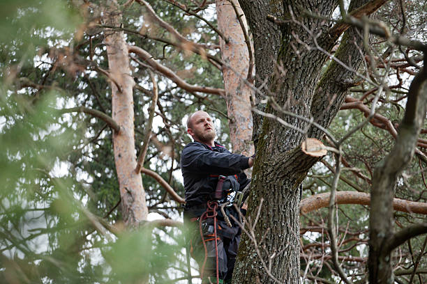 Best Commercial Tree Services  in Beltsville, MD